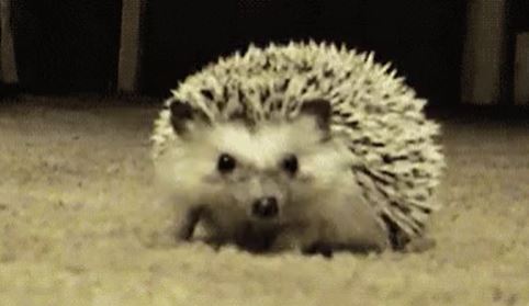 shy hedgehog gif