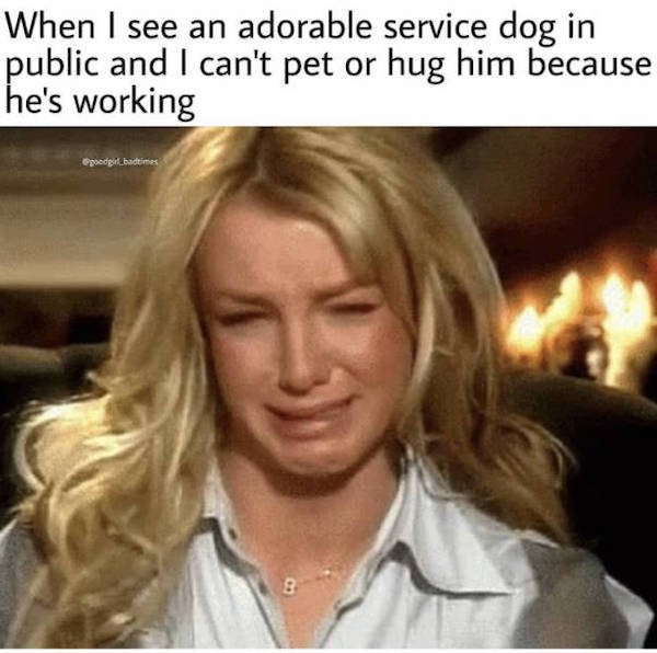 funny depressing memes -- britney spears crying - When I see an adorable service dog in public and I can't pet or hug him because he's working