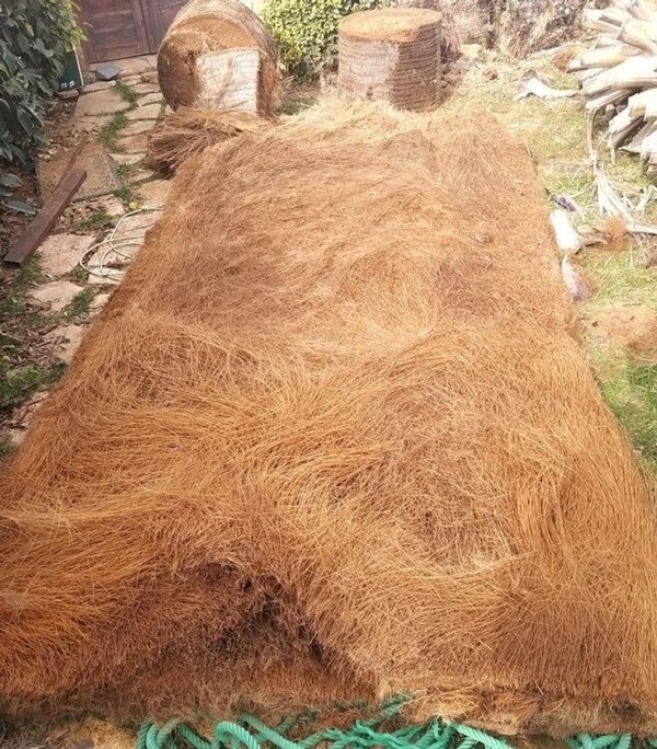 “The inside of a palm tree trunk looks like a giant bed of coconut hair.”