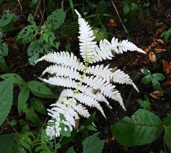 “Plants can also be albino.”