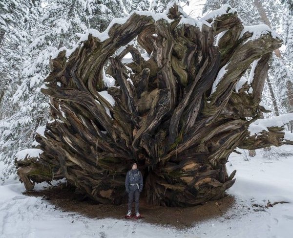 “Roots of a fallen sequoia”