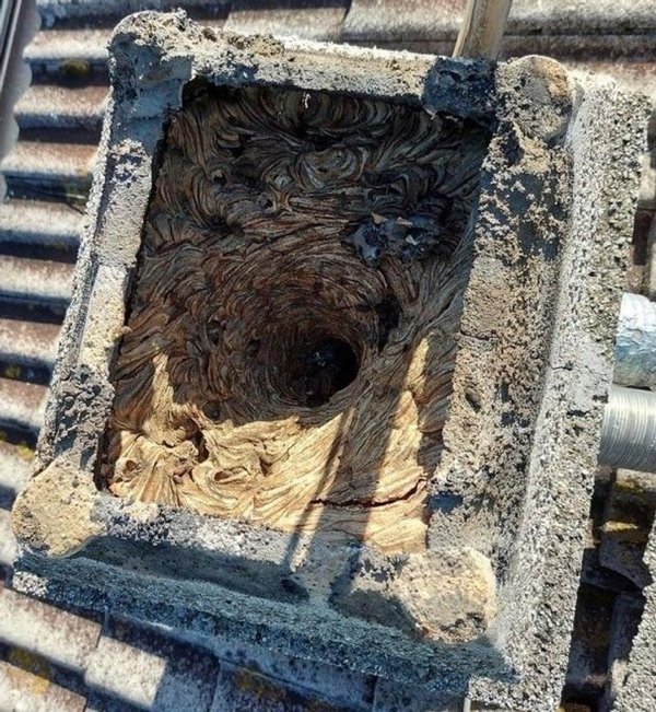 “A hornet’s nest inside a chimney.”