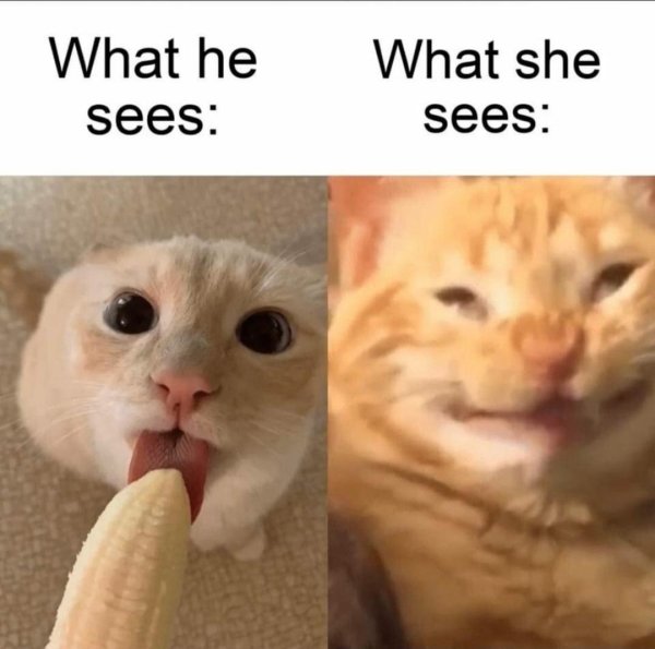 cat imgur - What she What he sees sees