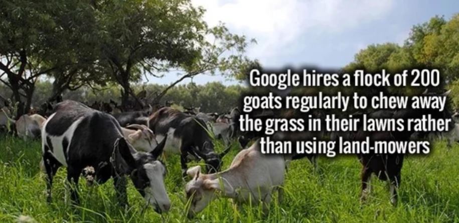 pasture - Google hires a flock of 200 goats regularly to chew away the grass in their lawns rather than using landmowers