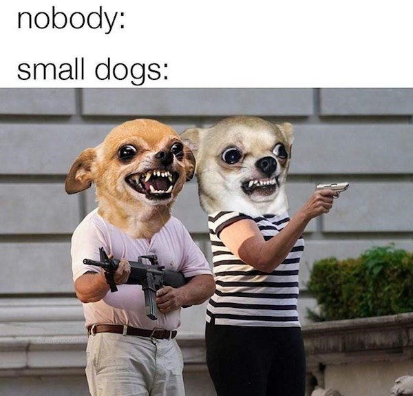 nobody small dogs meme - nobody small dogs