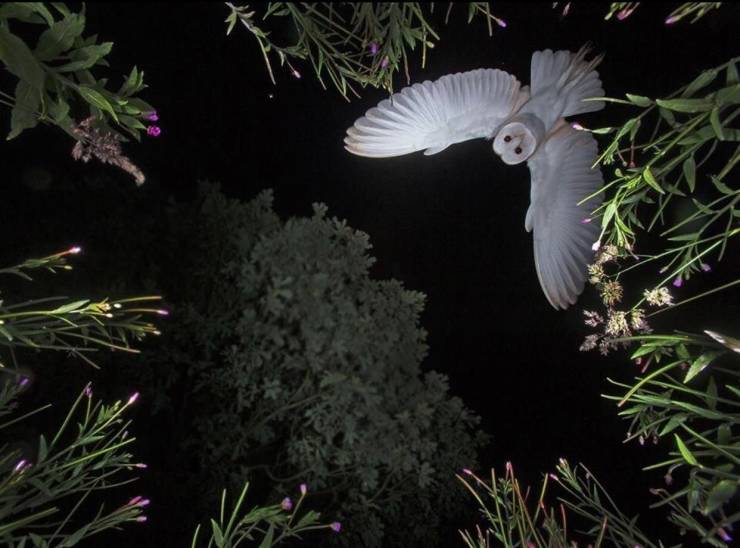 roy rimmer barn owl