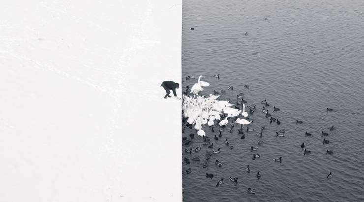 man feeding swans in the snow