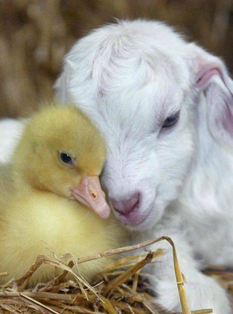 spring baby animals