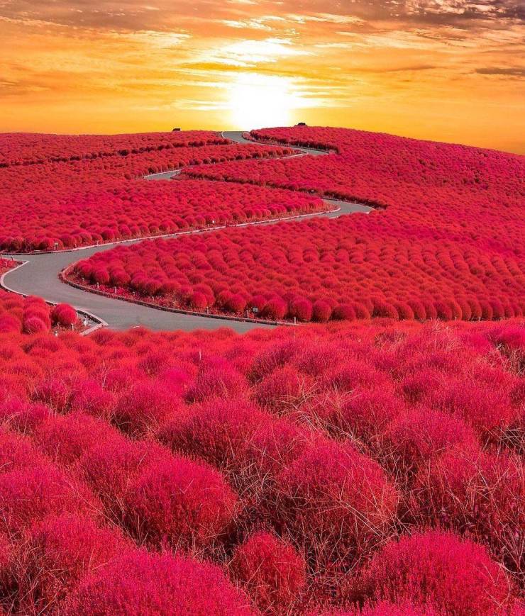 hitachi seaside park