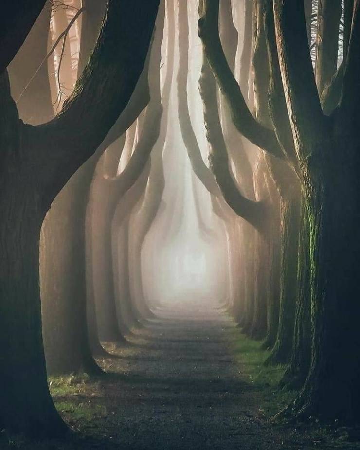 lucca tree tunnel