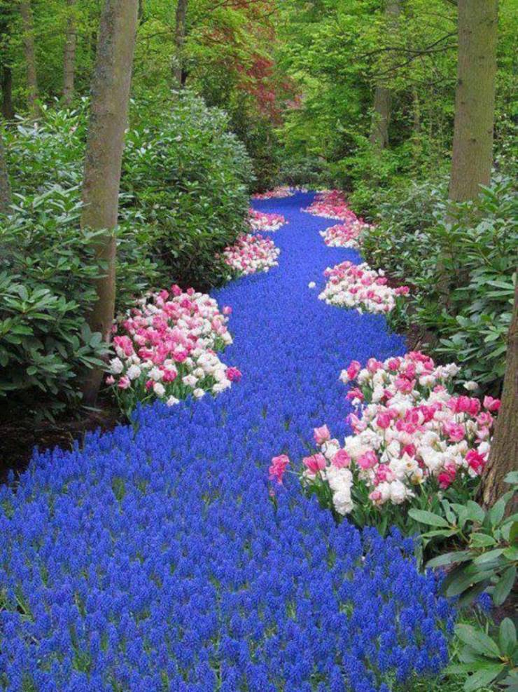 beautiful garden blue flowers