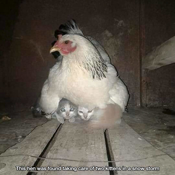 chicken taking care of kittens - This hen was found taking care of two kittens in a snow storm
