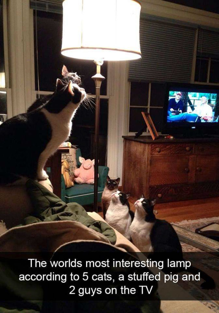 funny cat snapchats - The worlds most interesting lamp according to 5 cats, a stuffed pig and 2 guys on the Tv