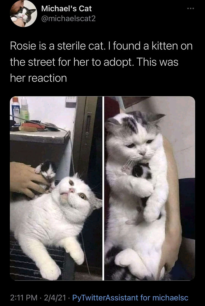 adopted kitten meme - Michael's Cat Rosie is a sterile cat. I found a kitten on the street for her to adopt. This was her reaction 2421 PyTwitterAssistant for michaelsc