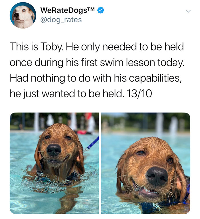 wholesome animal - WeRateDogsTM This is Toby. He only needed to be held once during his first swim lesson today. Had nothing to do with his capabilities, he just wanted to be held. 1310