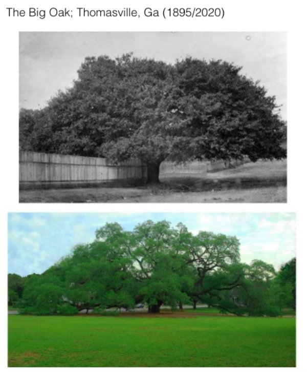 cool historic photographs - The Big Oak; Thomasville, Ga 1895 2020