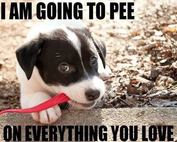 puppy dog memes - I Am Going To Pee On Everything You Love