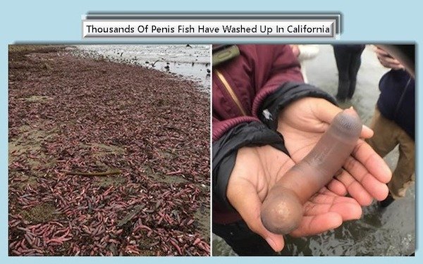 soil - Thousands of Penis Fish Have Washed Up In California