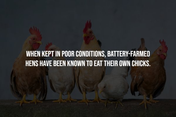 remove before flight - When Kept In Poor Conditions, BatteryFarmed Hens Have Been Known To Eat Their Own Chicks.