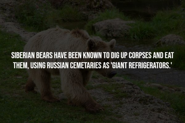 fauna - Siberian Bears Have Been Known To Dig Up Corpses And Eat Them, Using Russian Cemetaries As 'Giant Refrigerators.'