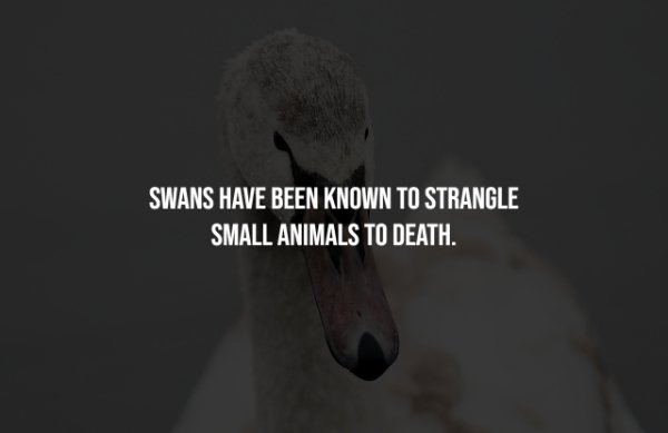 water bird - Swans Have Been Known To Strangle Small Animals To Death.