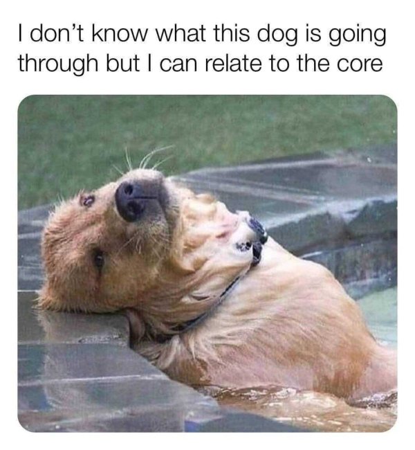 don t know what this dog - I don't know what this dog is going through but I can relate to the core