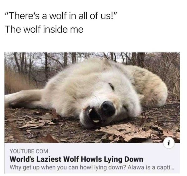 wolf memes - "There's a wolf in all of us!" The wolf inside me Youtube.Com World's Laziest Wolf Howls Lying Down Why get up when you can howl lying down? Alawa is a capti...