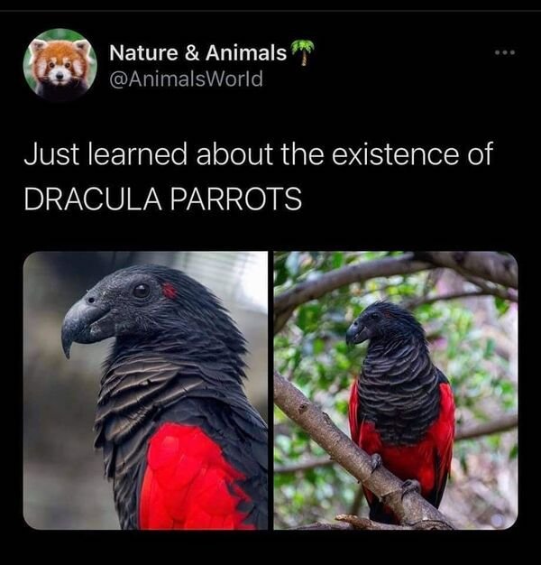 fauna - Nature & Animals Just learned about the existence of Dracula Parrots