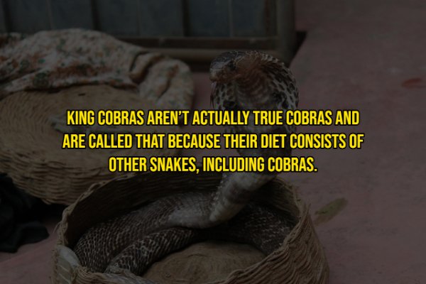 Snake - King Cobras Aren'T Actually True Cobras And Are Called That Because Their Diet Consists Of Other Snakes, Including Cobras.