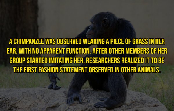 animals on fire - A Chimpanzee Was Observed Wearing A Piece Of Grass In Her Ear, With No Apparent Function. After Other Members Of Her Group Started Imitating Her, Researchers Realized It To Be The First Fashion Statement Observed In Other Animals.