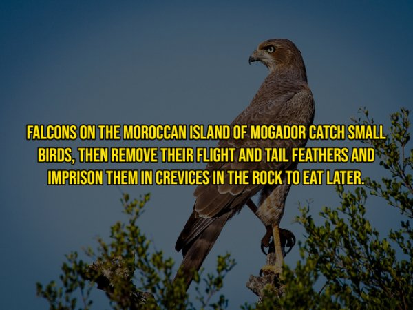 Falcons On The Moroccan Island Of Mogador Catch Small Birds, Then Remove Their Flight And Tail Feathers And Imprison Them In Crevices In The Rock To Eat Later.