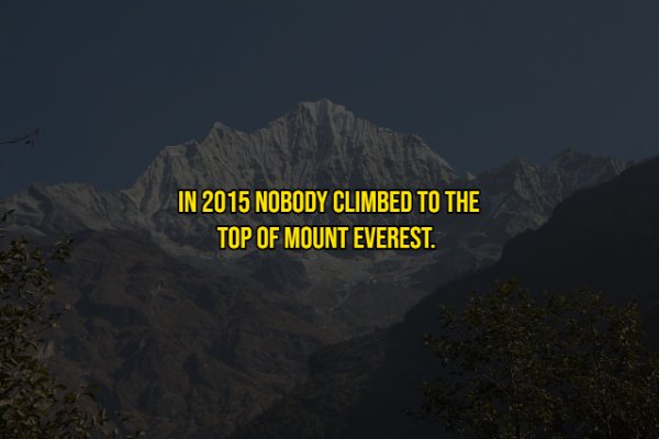 forever the sickest kids - In 2015 Nobody Climbed To The Top Of Mount Everest.