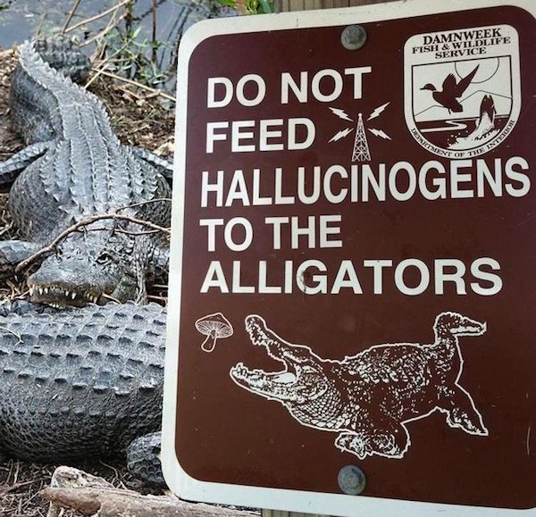 meme florida - Of The Intel Damnweek Fish & Wildlife Service Do Not Feed > Hallucinogens To The Alligators