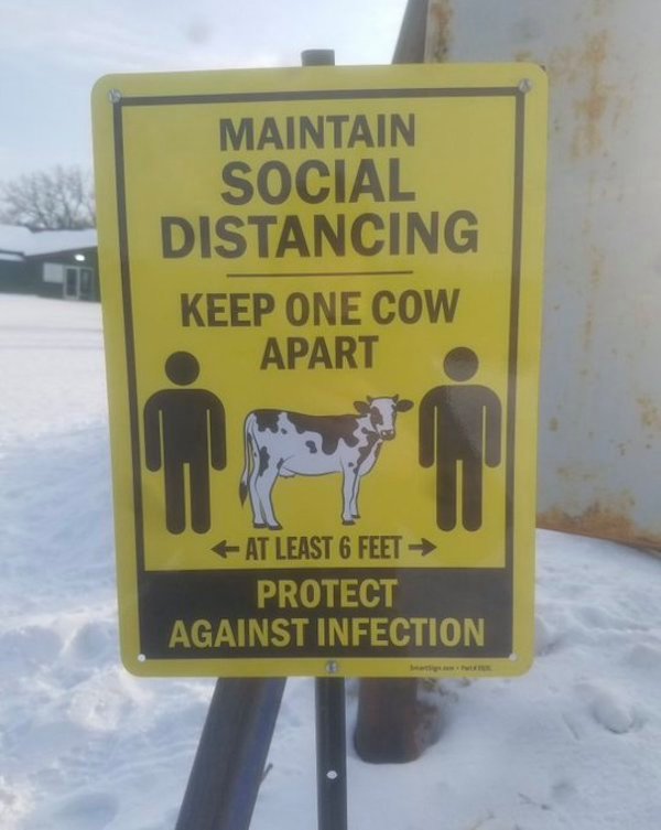 maintain social distancing keep one cow apart - Maintain Social Distancing Keep One Cow Apart At Least 6 Feet Protect Against Infection