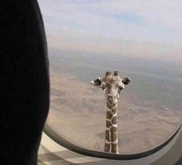 funny giraffe