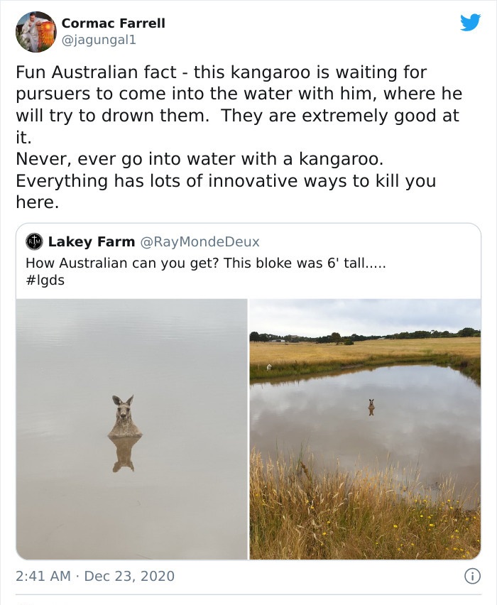 funny posts - Fun Australian fact this kangaroo is waiting for pursuers to come into the water with him, where he will try to drown them. They are extremely good at it. Never, ever go into water with a kangaroo. Everything has lots of