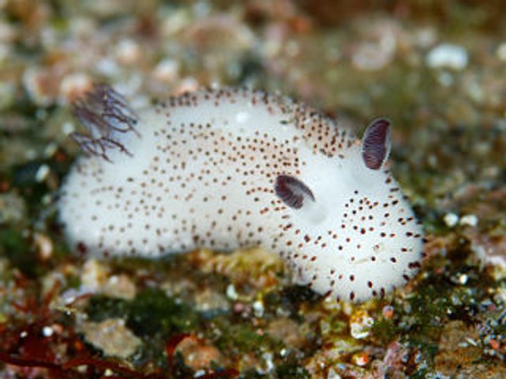 This is a charming mollusk known as a “sea bunny.”