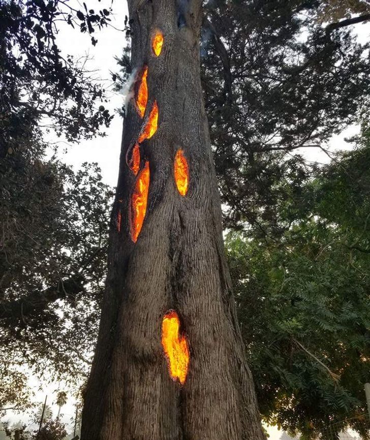 california trees fire