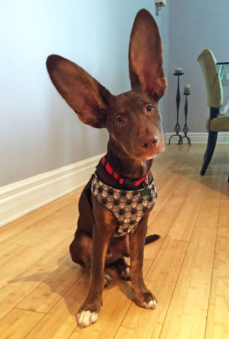 dog with big ears