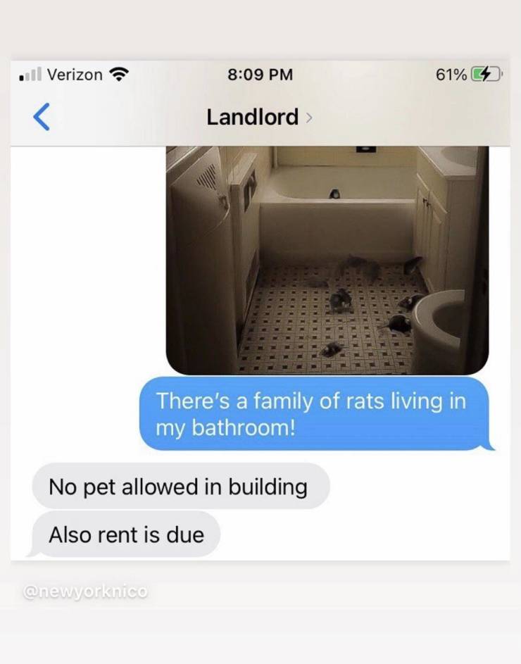 landlord rat meme - il Verizon 61%  C There's a family of rats living in my bathroom! No pet allowed in building Also rent is due