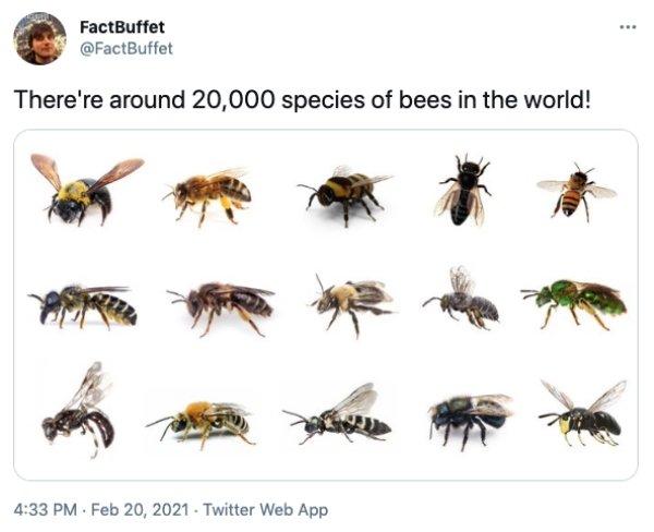 bee species - . FactBuffet There're around 20,000 species of bees in the world! . Twitter Web App
