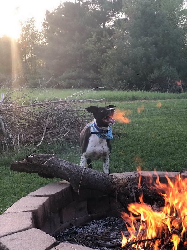 dog starting a fire