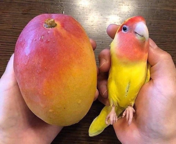 parrot and mango
