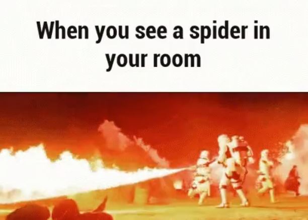 star wars rebels are terrorists - When you see a spider in your room