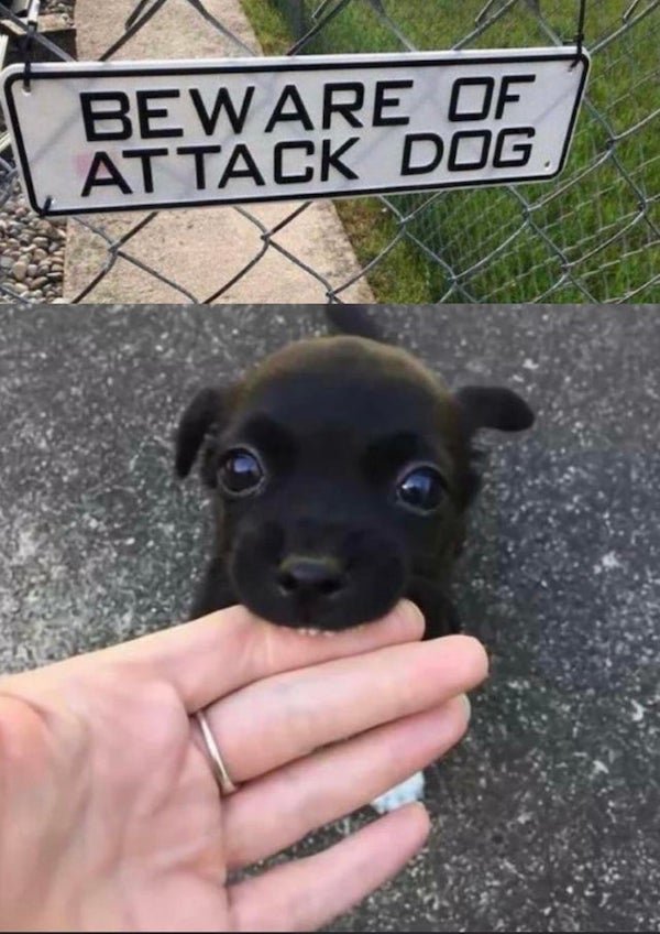 cute vicious dogs - Beware Of Attack Dog