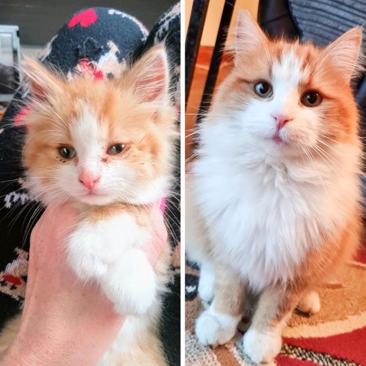 “The day I found him and now, 18 months later. He’s grown into a very handsome boy!”