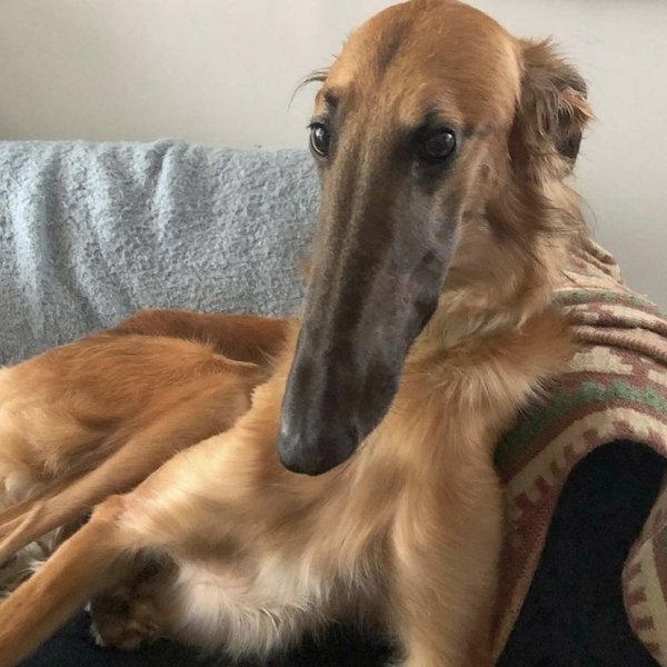 long face dog