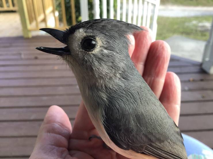 “A Tufted Titmouse came to visit.”