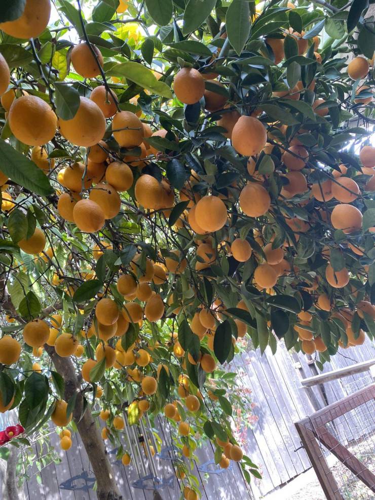 “My mom’s lemon tree looks like it has more lemons than leaves.”