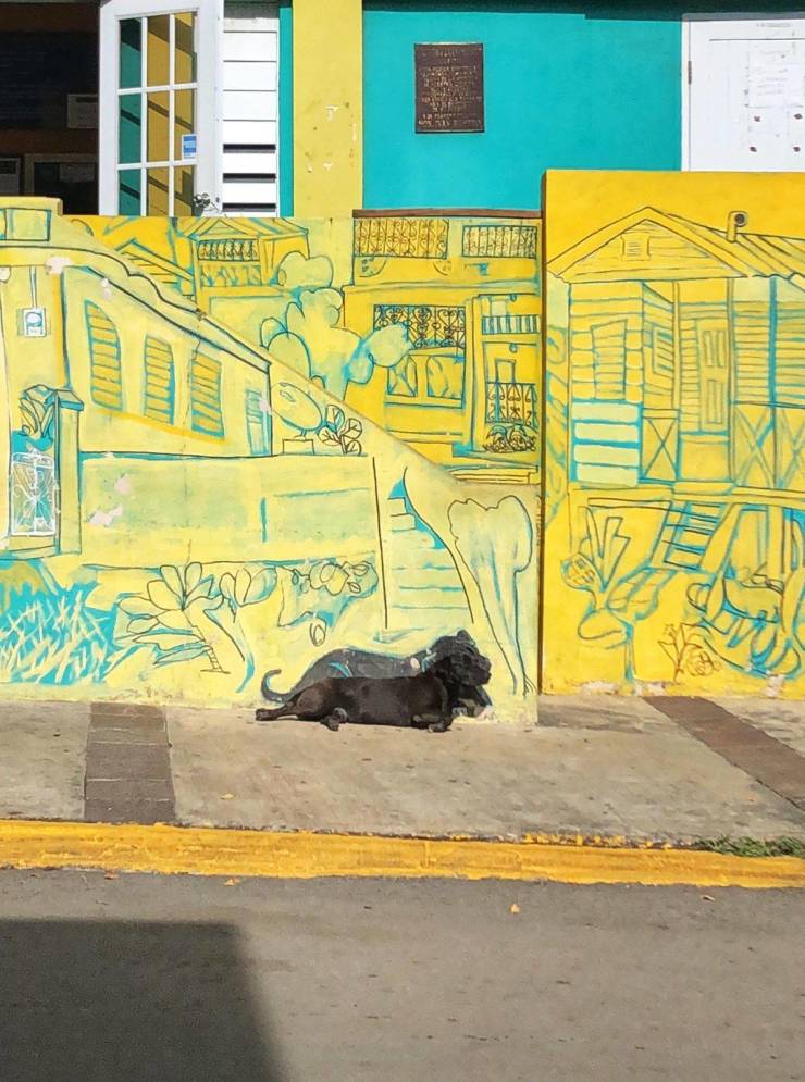 “Locals in Puerto Rico painted this mural. They made sure to include the dog that chills there often.”